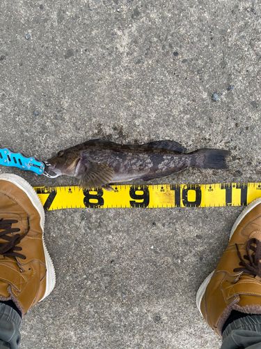 アイナメの釣果