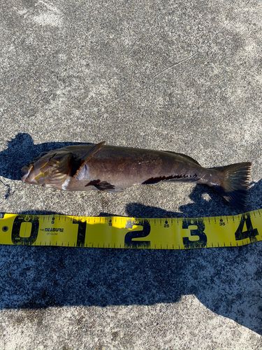 アイナメの釣果