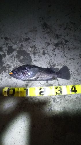 クロソイの釣果