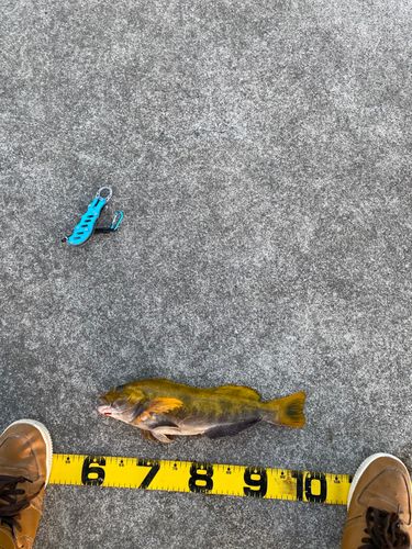 アイナメの釣果