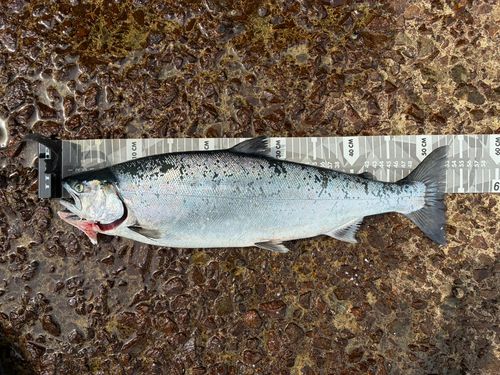 サクラマスの釣果