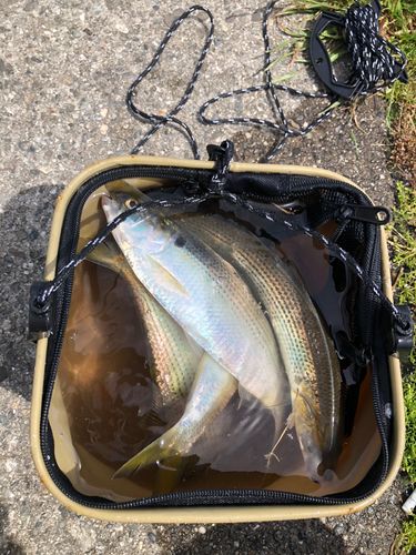 コノシロの釣果