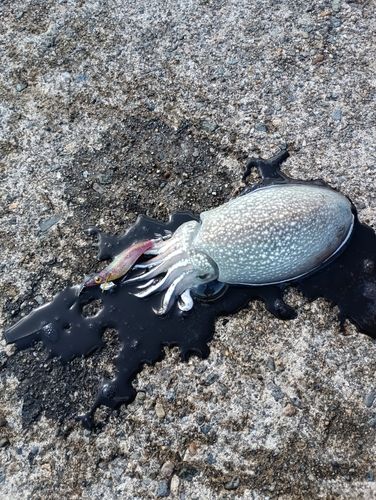 シリヤケイカの釣果