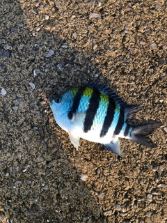 オヤビッチャの釣果