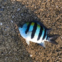 オヤビッチャ