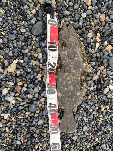 ヒラメの釣果