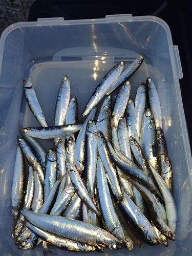 イワシの釣果