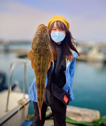 マゴチの釣果