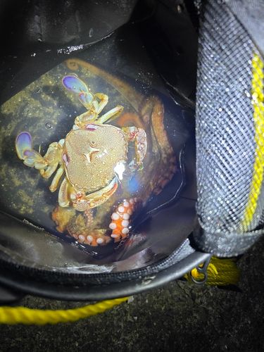 ヒラツメガニの釣果