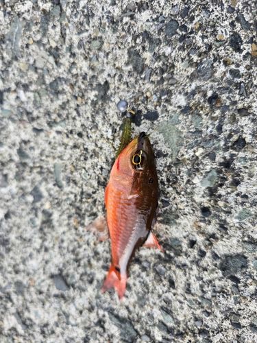キンギョハナダイの釣果
