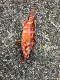 オオモンハタの釣果