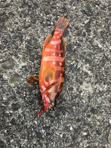 オオモンハタの釣果