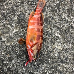 オオモンハタ