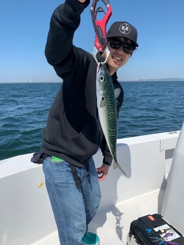 サバの釣果