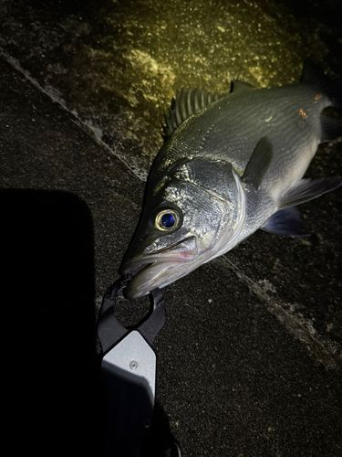 フッコ（ヒラスズキ）の釣果