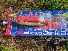 マナマズの釣果