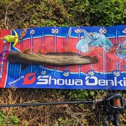 マナマズ