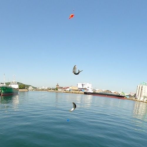 コノシロの釣果