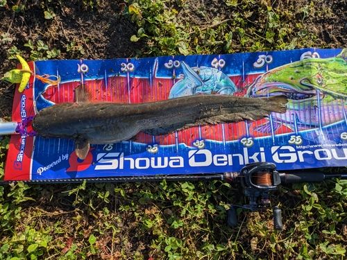 マナマズの釣果