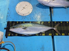 メジロの釣果