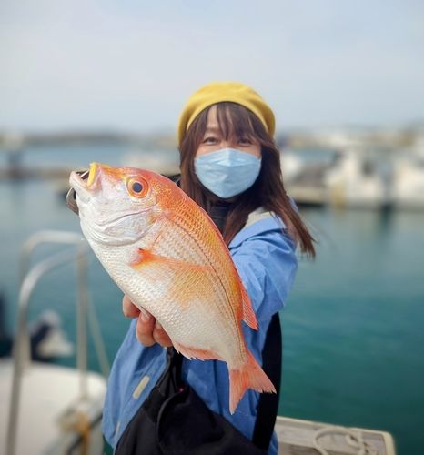 レンコダイの釣果
