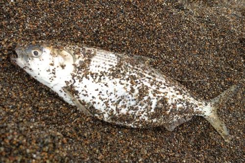 コノシロの釣果