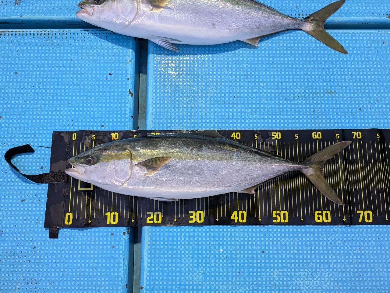 DAIWA 20ソルティガ エアポータブル J59S-3の最安値・インプレ・釣果