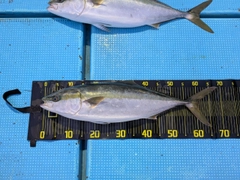 メジロの釣果