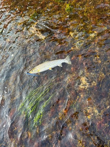 アメマスの釣果