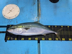 ブリの釣果