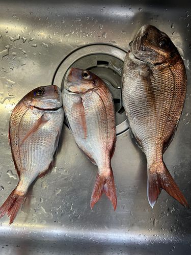 マダイの釣果