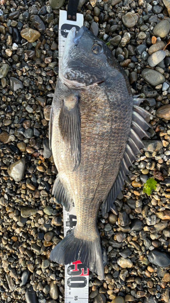 クロダイ