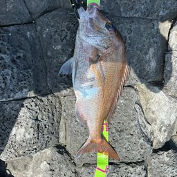 マダイ