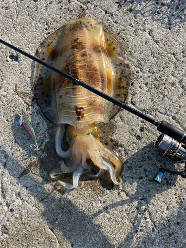 アオリイカの釣果