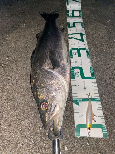 シーバスの釣果