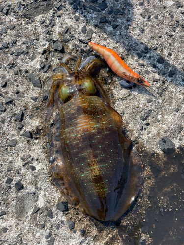アオリイカの釣果
