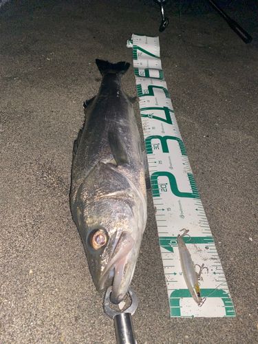 シーバスの釣果