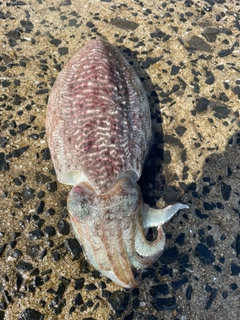 コウイカの釣果