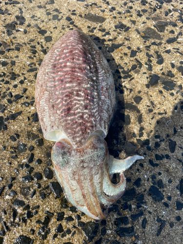 コウイカの釣果