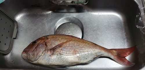 タイの釣果