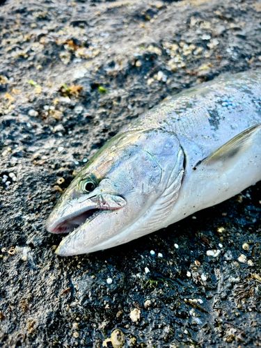 ウミサクラの釣果
