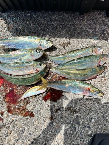 カタボシイワシの釣果