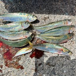 カタボシイワシ