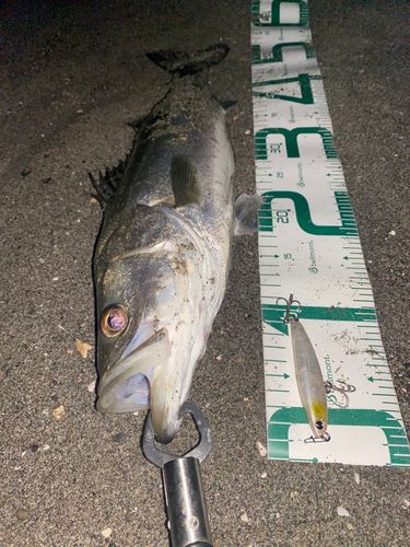 シーバスの釣果