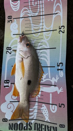 ヤマトビーの釣果