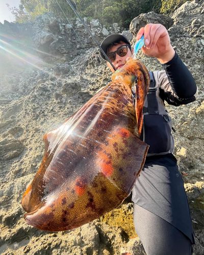 アオリイカの釣果