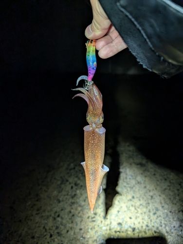 ヤリイカの釣果
