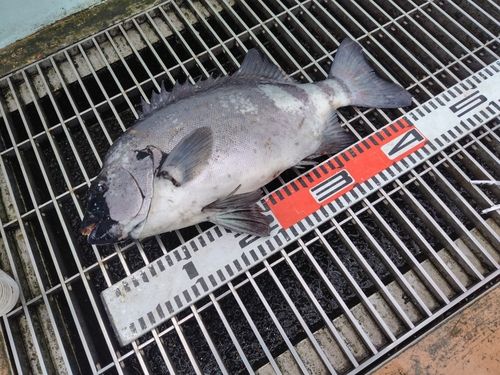 イシダイの釣果