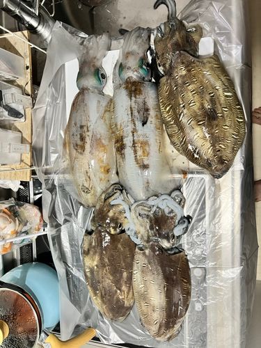 アオリイカの釣果