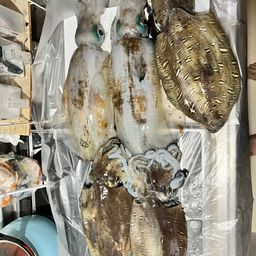 アオリイカ